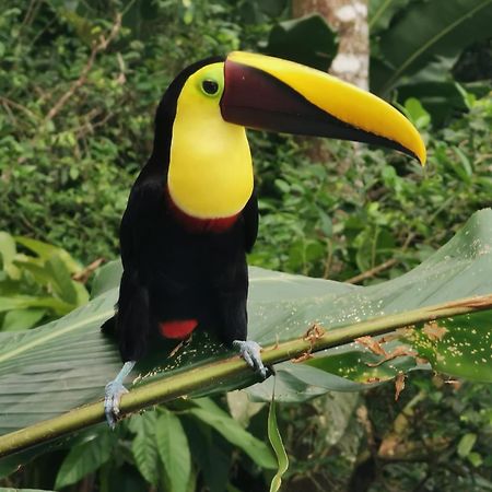 Villa Tucan La Fortuna Екстериор снимка