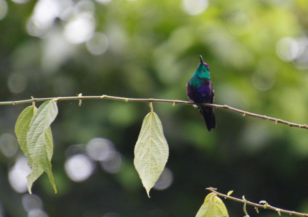 Villa Tucan La Fortuna Екстериор снимка
