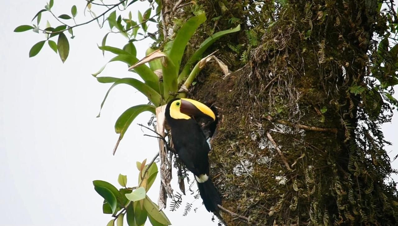 Villa Tucan La Fortuna Екстериор снимка