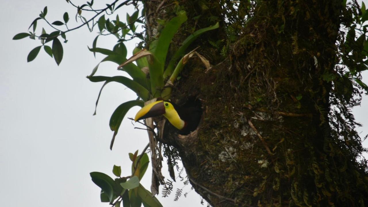 Villa Tucan La Fortuna Екстериор снимка
