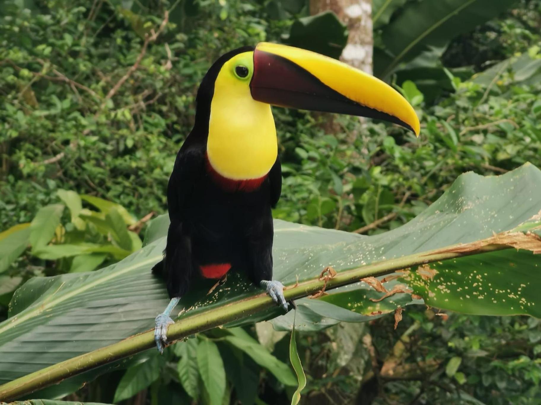 Villa Tucan La Fortuna Екстериор снимка