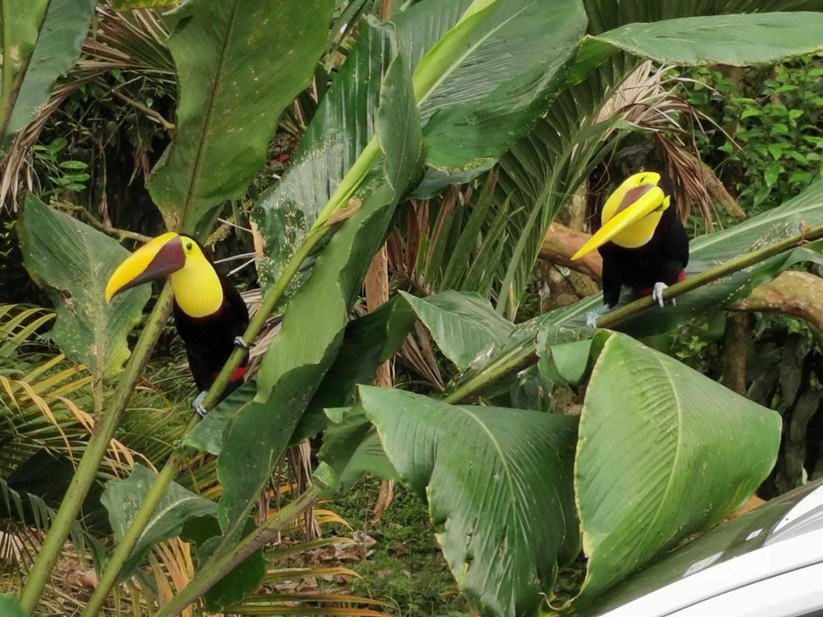 Villa Tucan La Fortuna Екстериор снимка