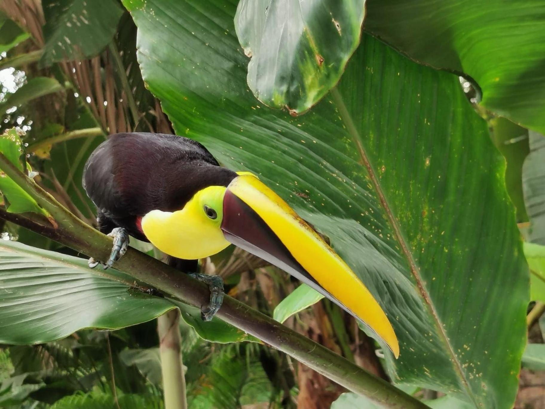 Villa Tucan La Fortuna Екстериор снимка