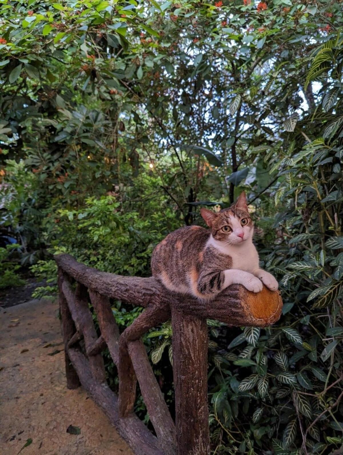 Villa Tucan La Fortuna Екстериор снимка