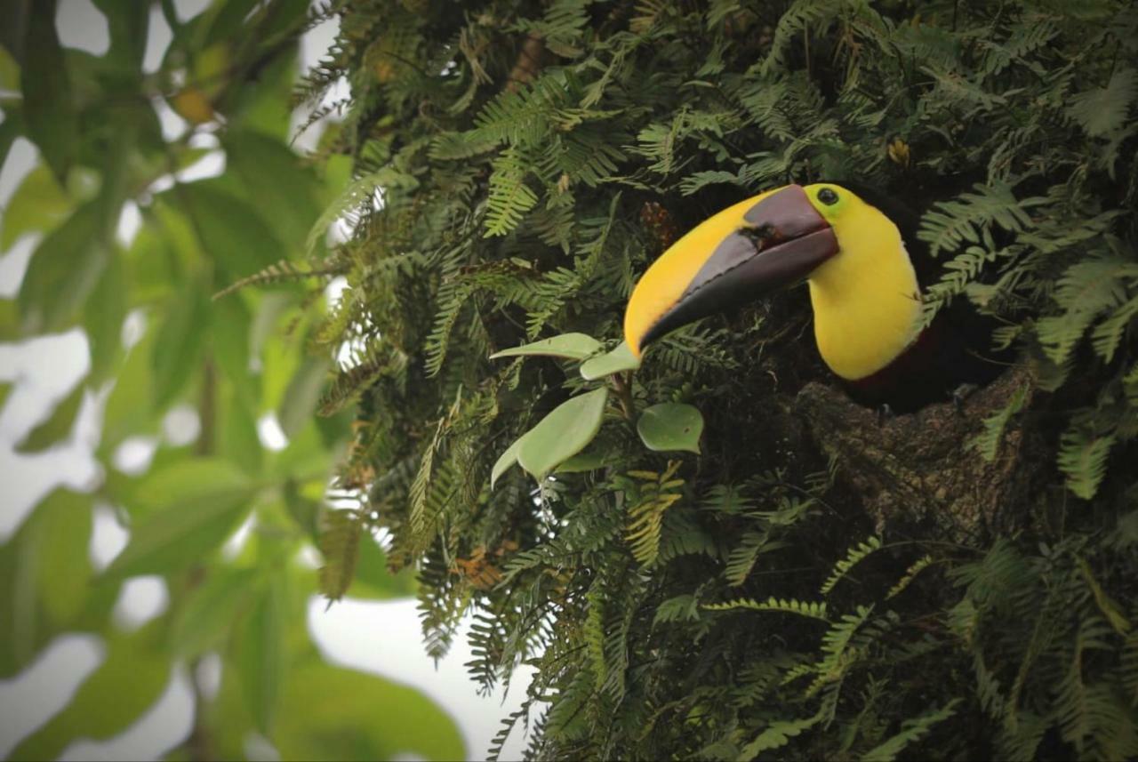 Villa Tucan La Fortuna Екстериор снимка